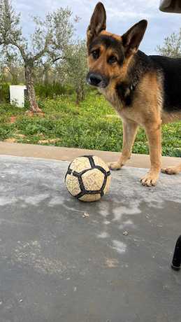 Fotografia tomada fuera de K9 Ville - Guardería canina en Espartinas Sevilla
